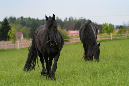 Two black friesian horses standing on the pastureの写真素材