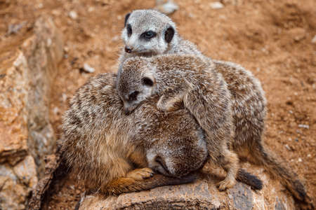 Suricate or meerkat (Suricata suricatta) Family photos of the cute creature