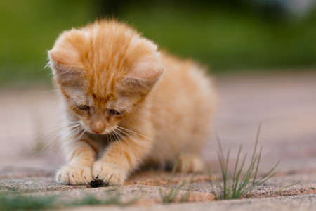 Cute little red kitten playing outdoors. Portrait of a red kitten in the garden. Tabby funny red kitten with green eyes and with big ears. Animal baby themeの写真素材