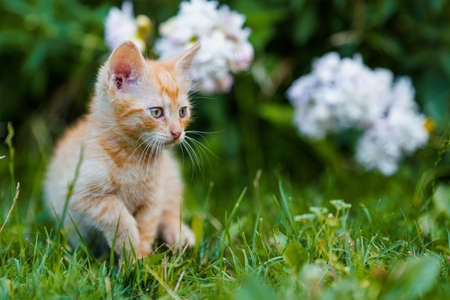 Adorable red kitten with green eyes posing outdoors in grass.の写真素材