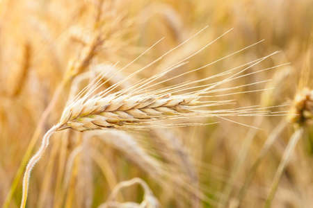 Golden ears of wheat on the field.の写真素材