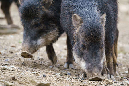 Chacoan peccary (Catagonus wagneri), also known as the tagua.
