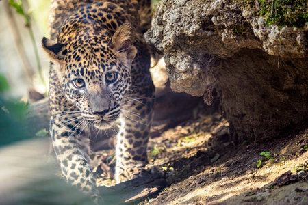 Sri Lankan leopard cub, Panthera pardus kotiyaの写真素材