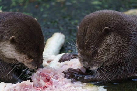 Two otters eating their prey. (Amblonyx cinereus)