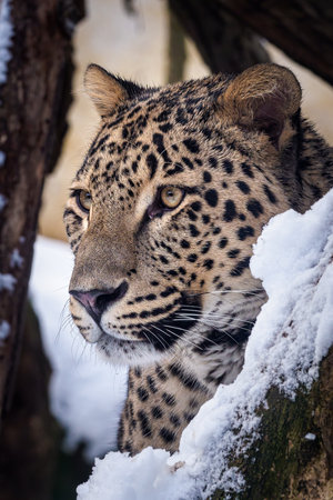 Persian leopard (Panthera pardus saxicolor) in winter.の写真素材