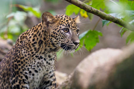 Sri Lankan leopard cub, Panthera pardus kotiyaの写真素材