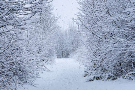 Winter path. Snowy road in the forest.の写真素材