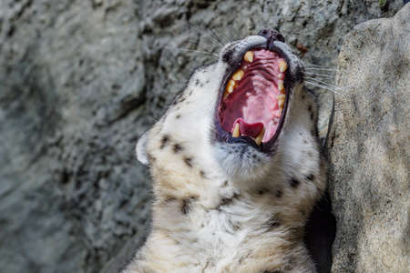 Portrait of a snow leopard close up on a stone backgroundの写真素材
