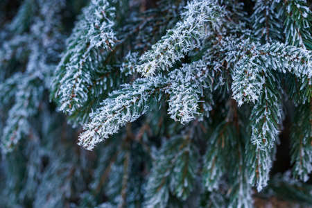 Spruce branches covered with frost. Christmas tree with hoarfrost.の写真素材