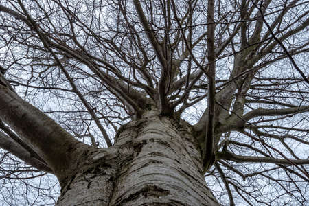 European beech tree crown in winter with perspective from bottom to top. Bare tree, leafless in winter. Protected memorial tree, Humpolec, Czech republic.の写真素材