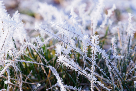 Grass covered with frost in winter. Frozen grass.の写真素材