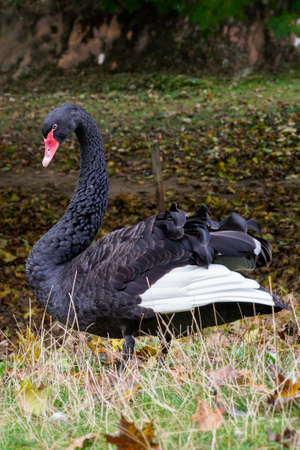 Elegant black swan in grass with fallen leaves (Cygnus atratus). Beautiful west australian black swan.の写真素材