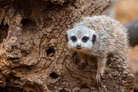 The little cub meerkat sitting on a wooden stump.の写真素材