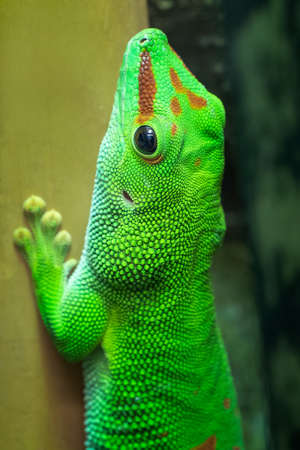 Madagascar giant day gecko, felsuma grandis