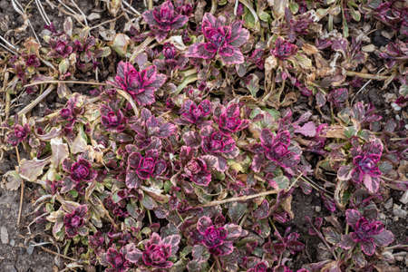 Bugleweed's colorful leaves (Ajuga reptans). Medicinal plants