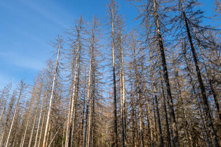 Dead spruces following bark beetle infestation. The consequence of global warming.