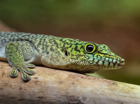 Standing's day gecko, Phelsuma standingiの写真素材