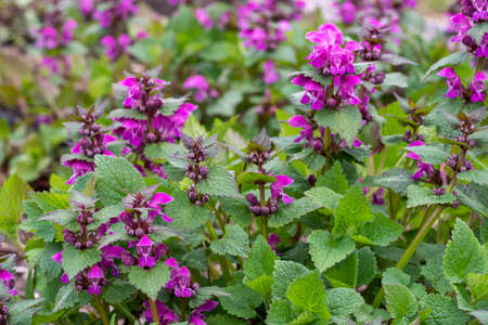 Pink flowers of spotted dead-nettle Lamium maculatum. Medicinal plants in the garden