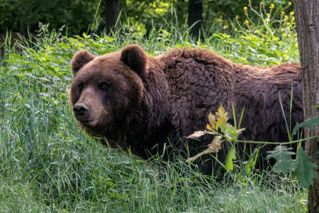 Brown bear in the forest. Kamchatka bear (Ursus arctos beringianus)