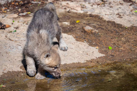 Arctic wolf cub drinking water, Canis lupus arctosの写真素材
