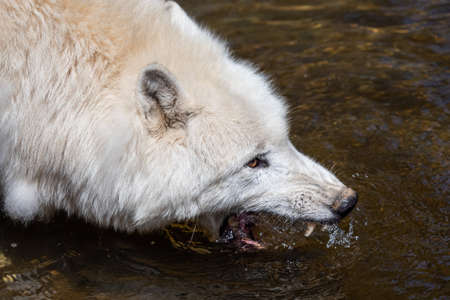 Arctic wolf drinking water, Canis lupus arctos