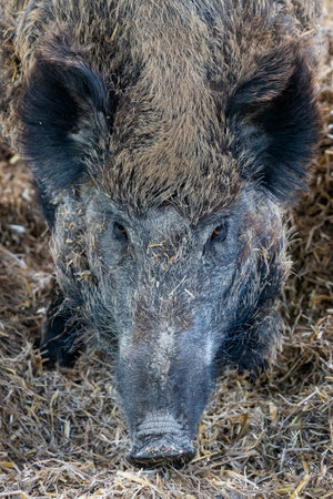 Wild boar (Sus scrofa) resting on a strawの写真素材