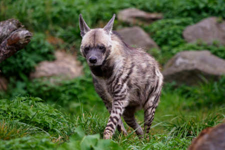 Striped hyena (Hyaena hyaena sultana)の写真素材