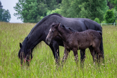 Friesian mare horse and foal on the meadow. Warlander, a cross between a Friesian and a Lusatian horse.の写真素材