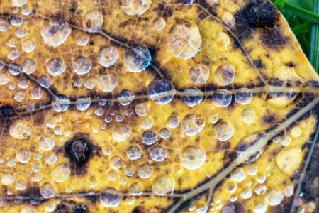 Autumn leaf with water dew drops