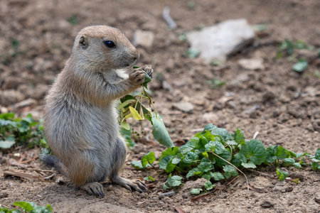 Prairie dog in the meadow, Cynomys ludovicianus