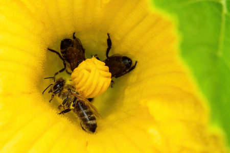 Bees collect pollen in a zucchini flowerの写真素材