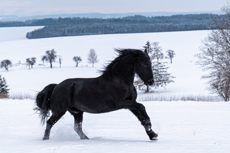 Friesian stallion running in winter field. Black Friesian horse runs gallop in winter.