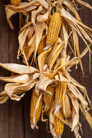 Ripe dried corn cobs hanging on wooden backgroundの写真素材
