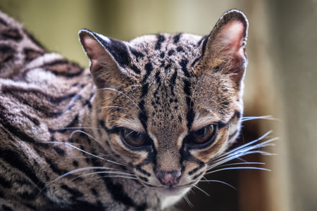 Rare South American Margay, Leopardus wiediiの写真素材