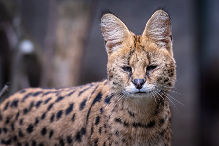Portrait of a serval, Leptailurus servalの写真素材