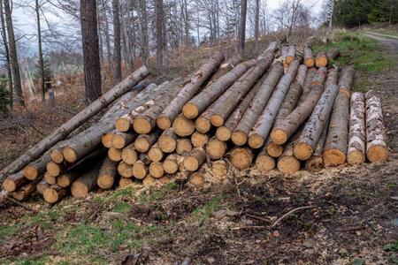 Forest pine and spruce trees. Log trunks pile, the logging timber wood industry.