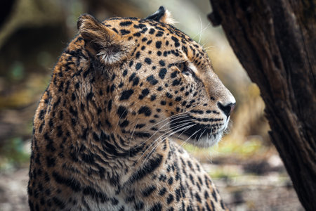Persian leopard, Panthera pardus saxicolorの写真素材