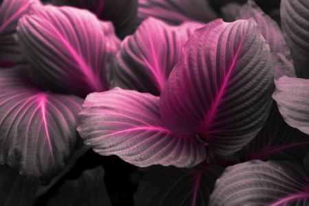Viva Magenta beautiful view of big leaves. Generative AIの素材