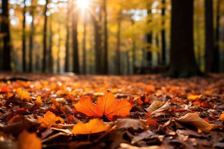 An autumn background with a dense forest, tree branches with vibrant red and orange leavesの素材