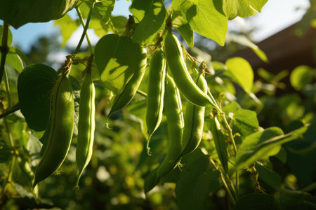 Green pea pods in the gardenの素材
