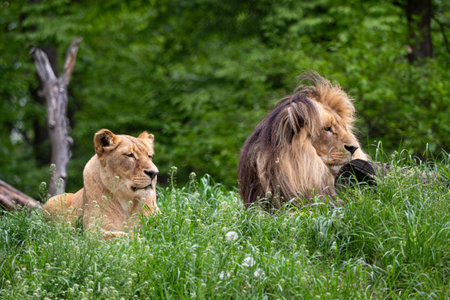 Katanga Lion or Southwest African Lion, panthera leo bleyenberghi. African lion in the grass.の写真素材