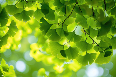 Ginkgo Leaves. Natural leaf texture background. Branches of a ginkgo treeの素材
