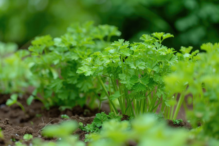 Harvest parsley in the garden.の素材