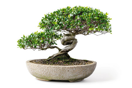 Bonsai tree in ceramic pot isolated on whiteの素材