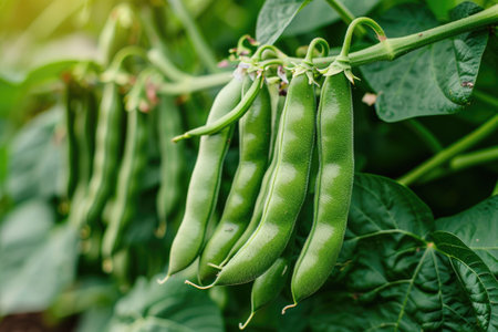 Lush green bean plants with mature pods ready for harvest against.の素材