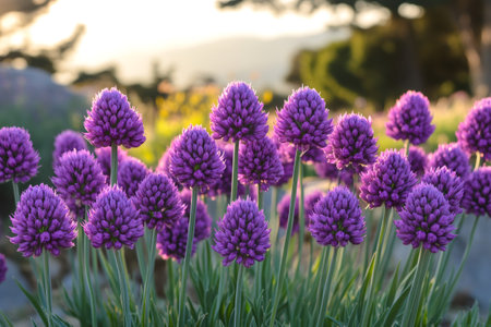 Purple allium flowers blooming in summer garden at sunset, creating a vibrant and colorful sceneの素材