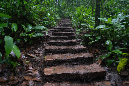 Muddy steps ascend through a dense, verdant rainforest, creating a natural and inviting hiking pathの素材