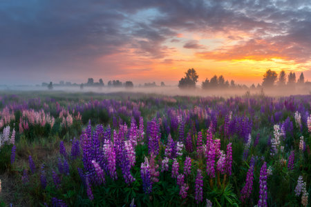 Stunning sunrise illuminates a field of colorful lupine flowers covered in fog, creating a picturesque meadow landscapeの素材