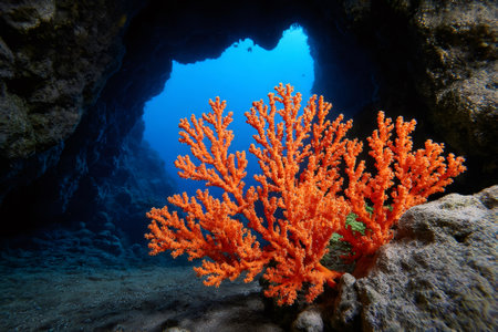 Stunning orange coral thrives in the entrance of an underwater cave, illuminated by the deep blue waterの素材