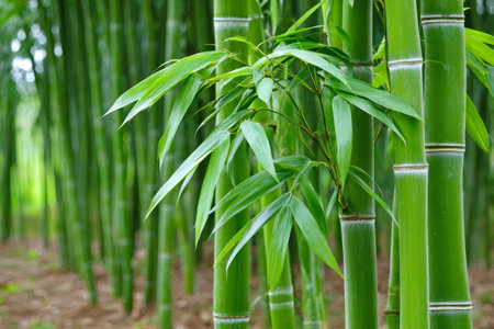 Vibrant green bamboo stalks and leaves create a tranquil and natural scene in a dense forestの素材